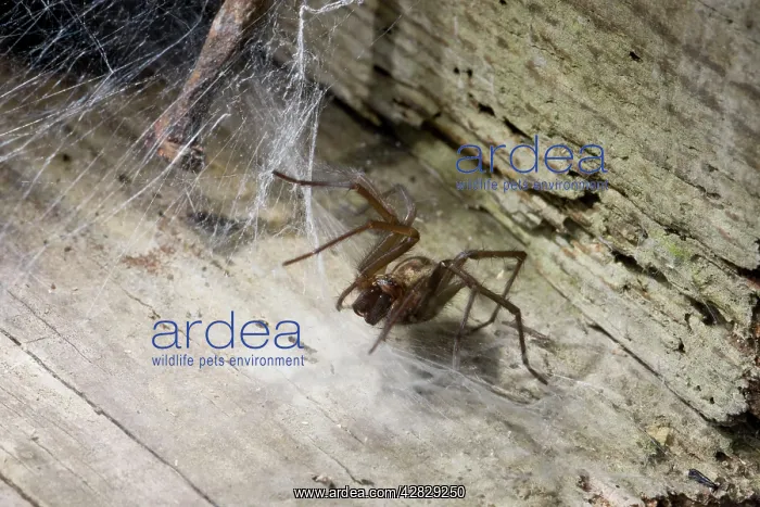  : House Spider