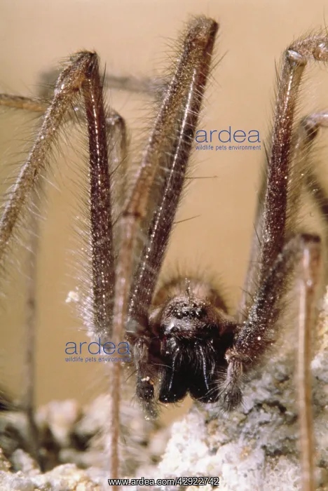 : House SPIDER : House SPIDER