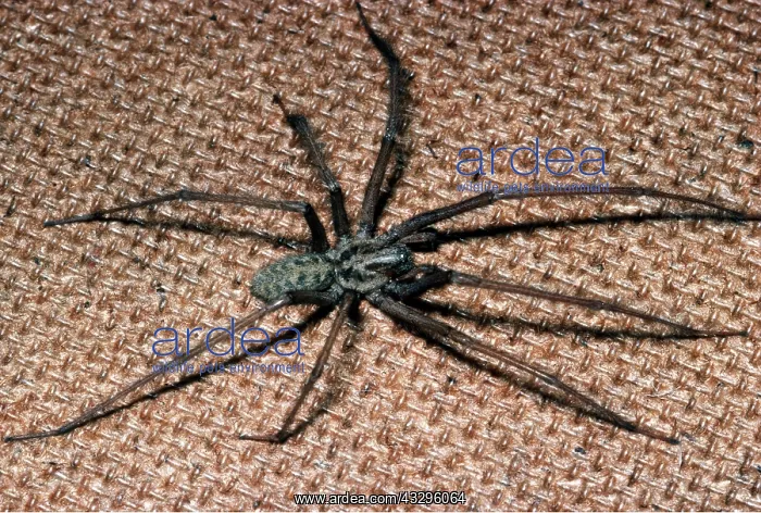 : HOUSE SPIDER : HOUSE SPIDER