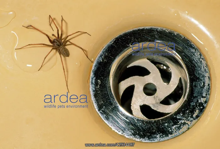 : House Spider - in the bath by plughole : House Spider - in the bath by plughole