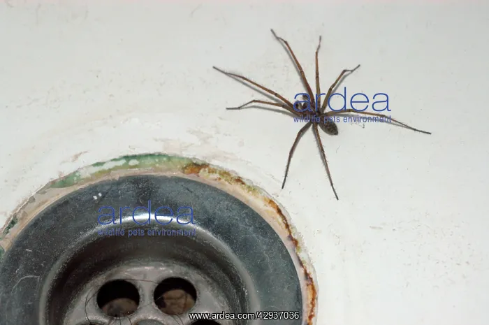  : House Spider - commonly found coming out of bath plugholes