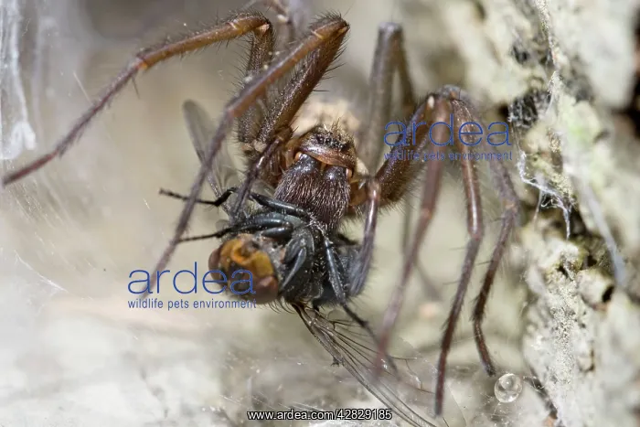  : House Spider feeding on fly