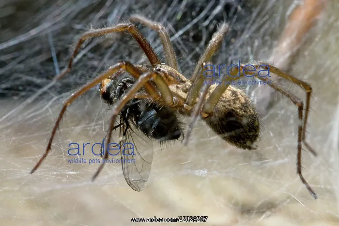  : House Spider feeding on fly