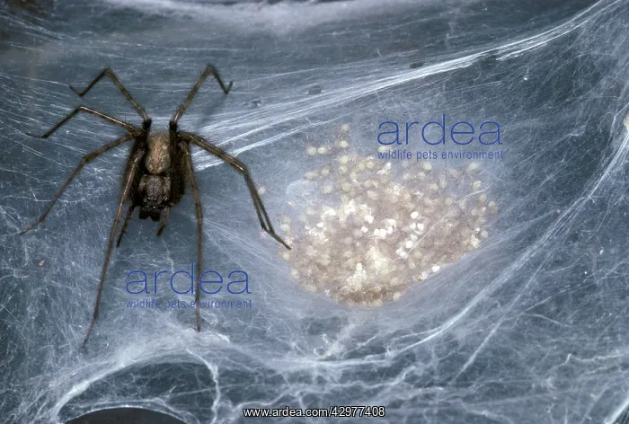 : House spider - Female on its silk web : House spider - Female on its silk web
