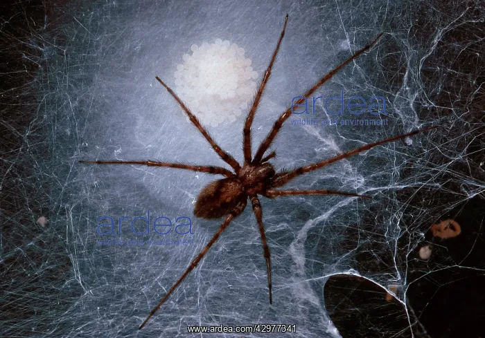 : House spider - female on its web keeping its eggs : House spider - female on its web keeping its eggs