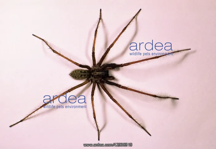 : House SPIDER - hairy : House SPIDER - hairy