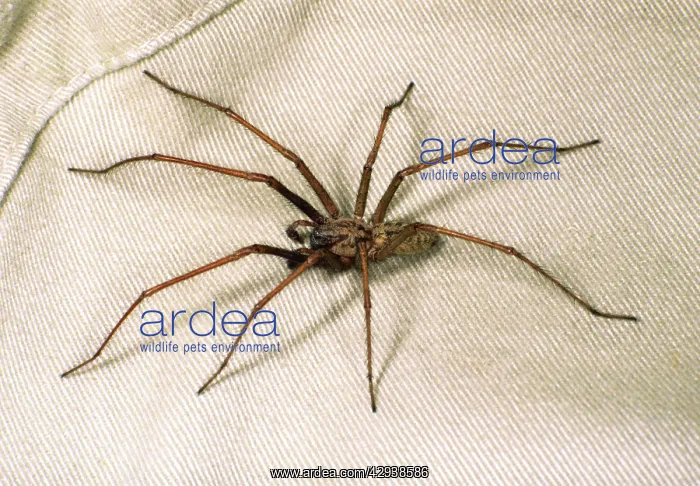 : House SPIDER - hairy, on cloth : House SPIDER - hairy, on cloth