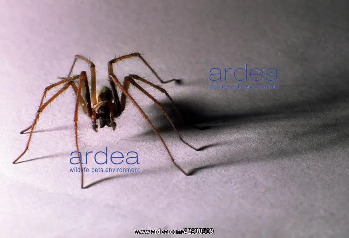 : House SPIDER - hairy with shadow : House SPIDER - hairy with shadow