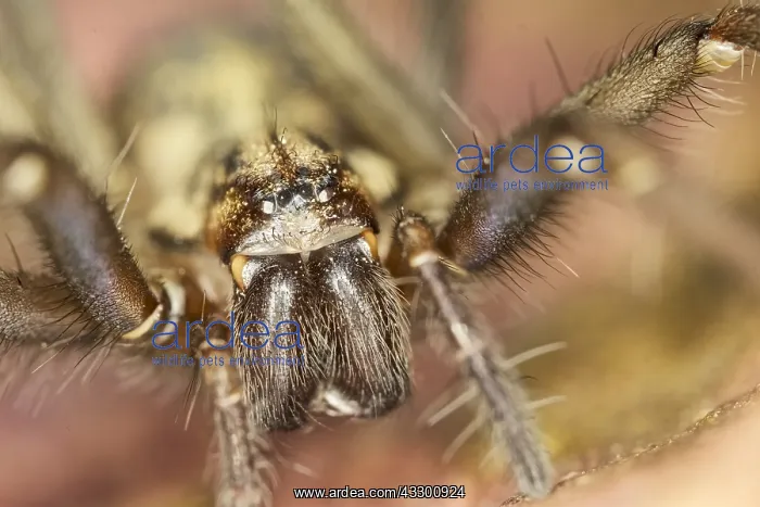 : House Spider on leaf - Norfolk UK : House Spider on leaf - Norfolk UK