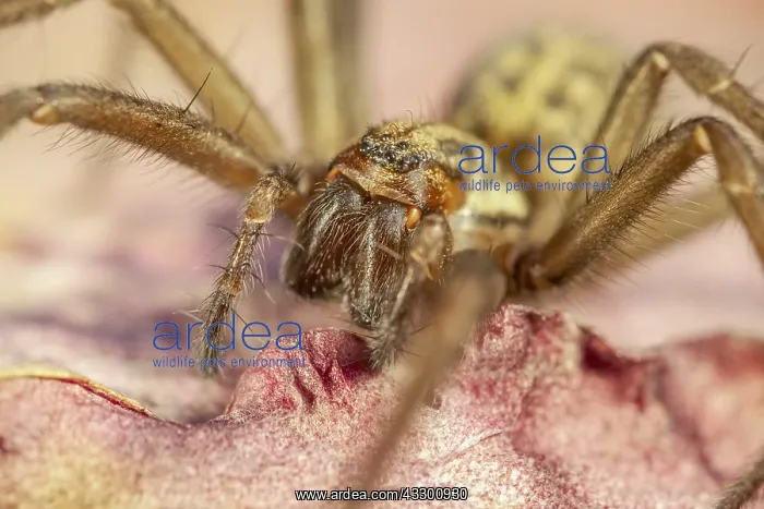 : House Spider on leaf - Norfolk UK : House Spider on leaf - Norfolk UK