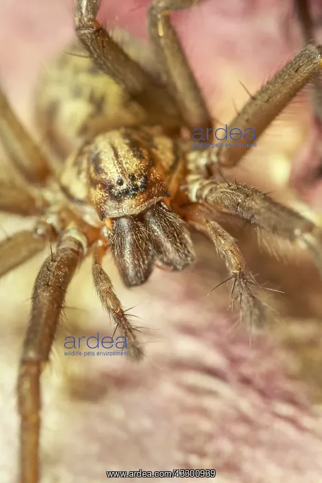 : House Spider on leaf - Norfolk UK : House Spider on leaf - Norfolk UK
