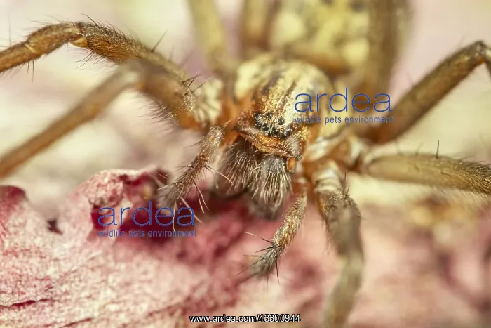 : House Spider on leaf - Norfolk UK : House Spider on leaf - Norfolk UK