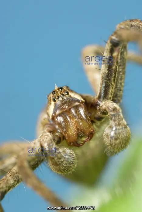 : House Spider - Showing eyes palps and jaws : House Spider - Showing eyes palps and jaws