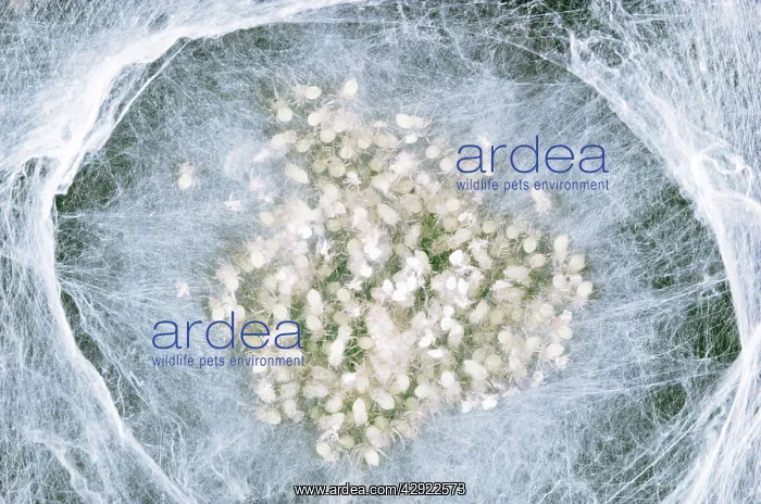 : House SPIDER - spiderlings : House SPIDER - spiderlings
