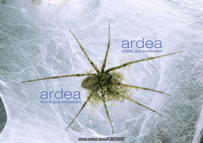 : HOUSE SPIDER - and Spiderlings : HOUSE SPIDER - and Spiderlings
