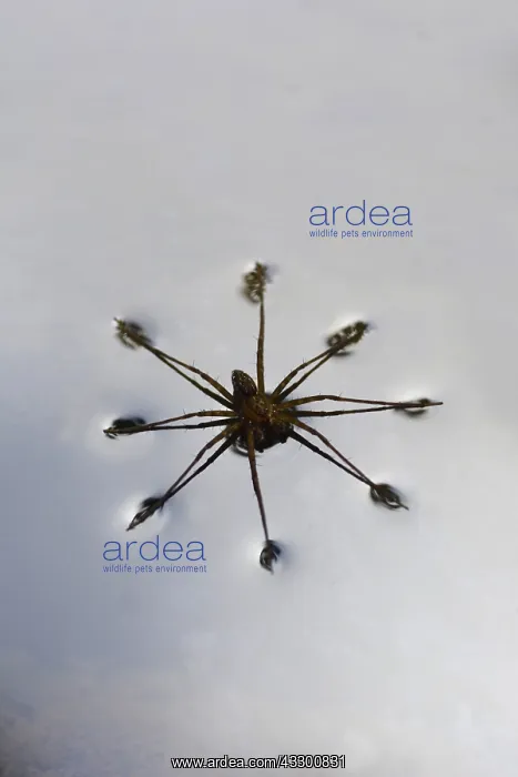 : House spider (Tegenaria sp) on water, Guadeloupe : House spider (Tegenaria sp) on water, Guadeloupe