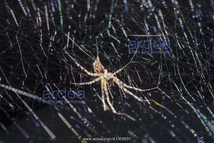 : House Spider on web - Norfolk UK : House Spider on web - Norfolk UK