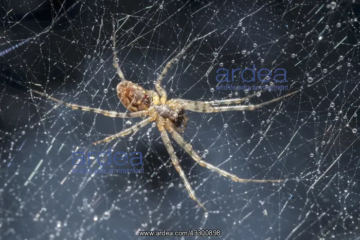 : House Spider on web - Norfolk UK : House Spider on web - Norfolk UK