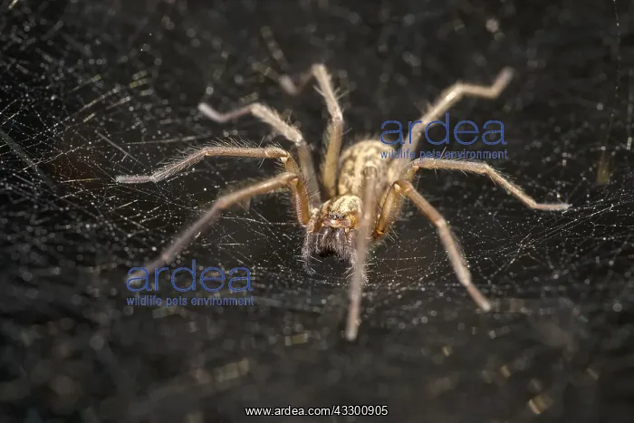 : House Spider on web - Norfolk UK : House Spider on web - Norfolk UK