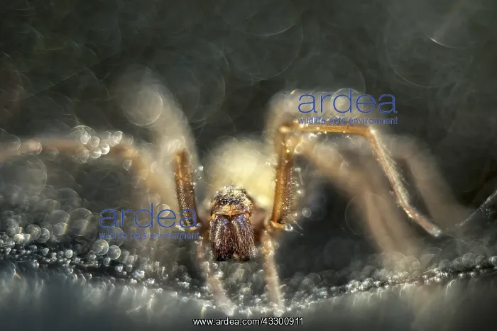 : House Spider on web - Norfolk UK : House Spider on web - Norfolk UK
