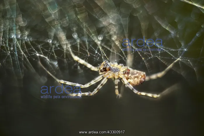: House Spider on web - Norfolk UK : House Spider on web - Norfolk UK
