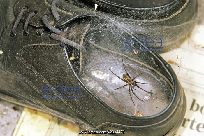 : HOUSE SPIDER - in web in old shoe : HOUSE SPIDER - in web in old shoe