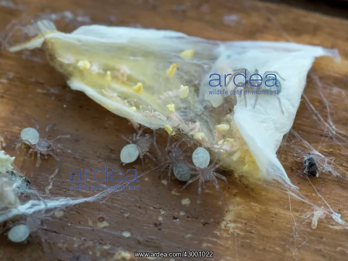 : House Spiders : House Spiders