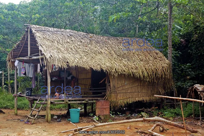 : House on stilts on a hillside Amazon river basin : House on stilts on a hillside Amazon river basin