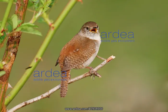  : House Wren