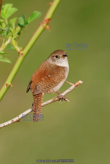  : House Wren