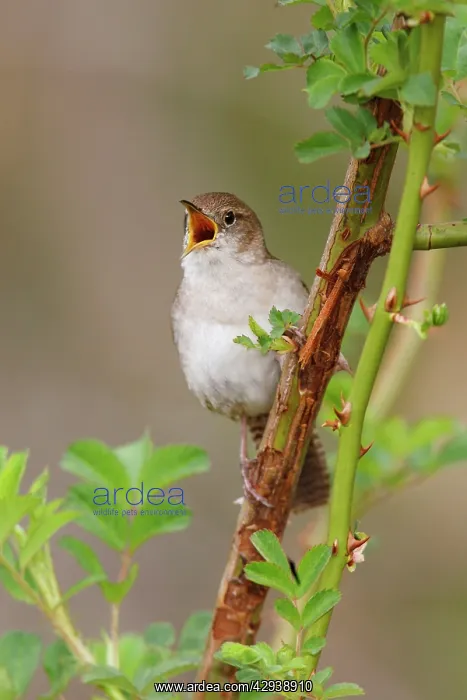  : House Wren