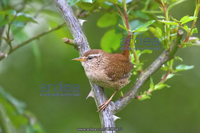  : House Wren