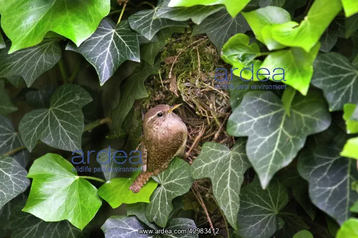 : House Wren : House Wren