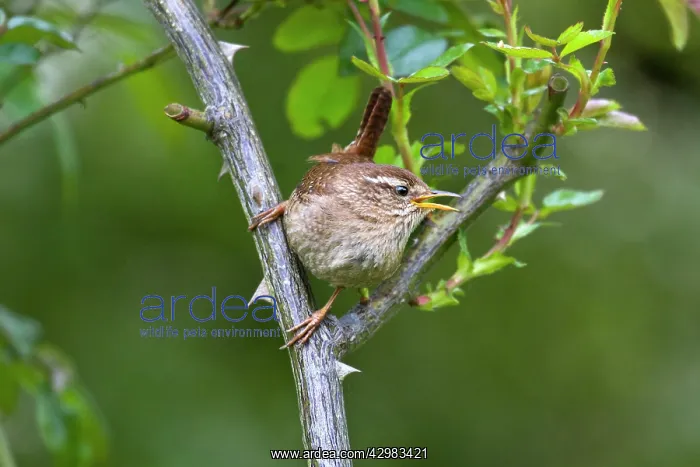  : House Wren