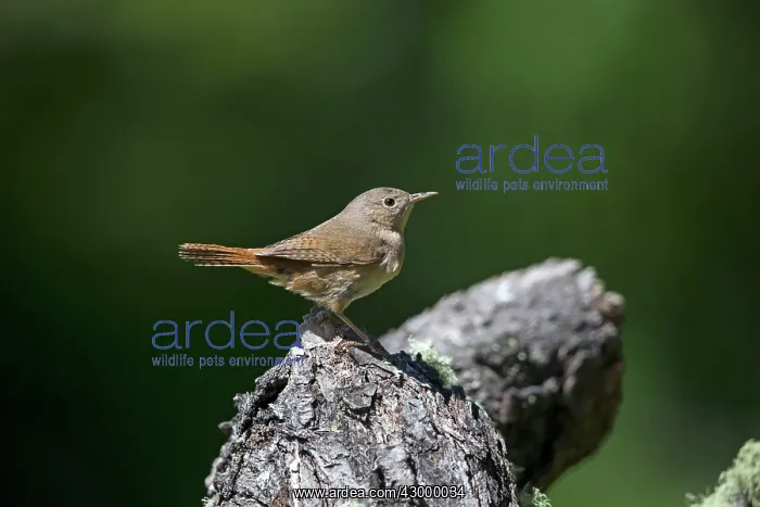 : House Wren : House Wren