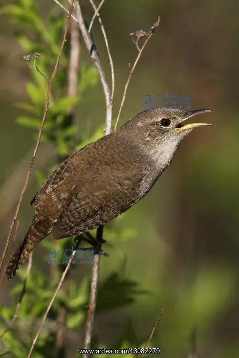 : House Wren : House Wren