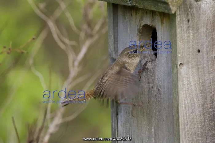 : House Wren : House Wren