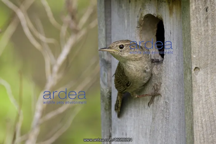 : House Wren : House Wren