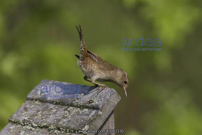 : House Wren : House Wren
