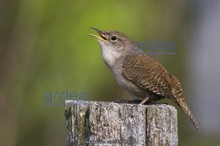 : House Wren : House Wren