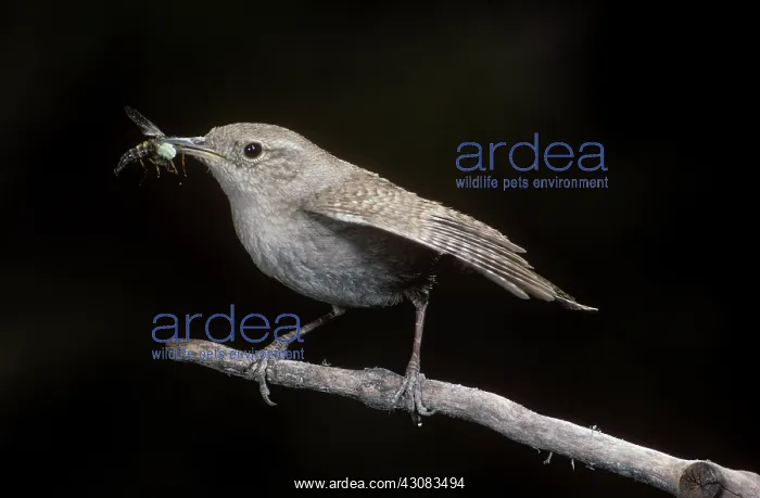  : House Wren