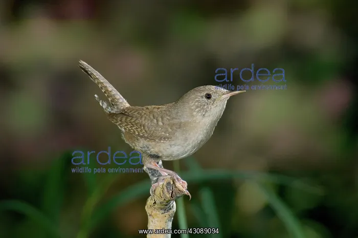 : House Wren : House Wren