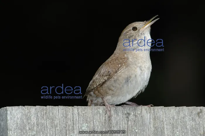 : House Wren : House Wren