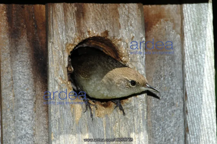 : House Wren : House Wren