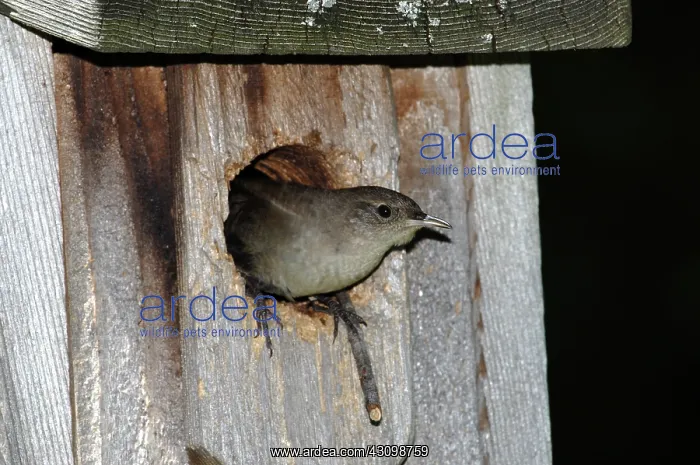 : House Wren : House Wren