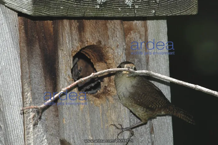 : House Wren : House Wren