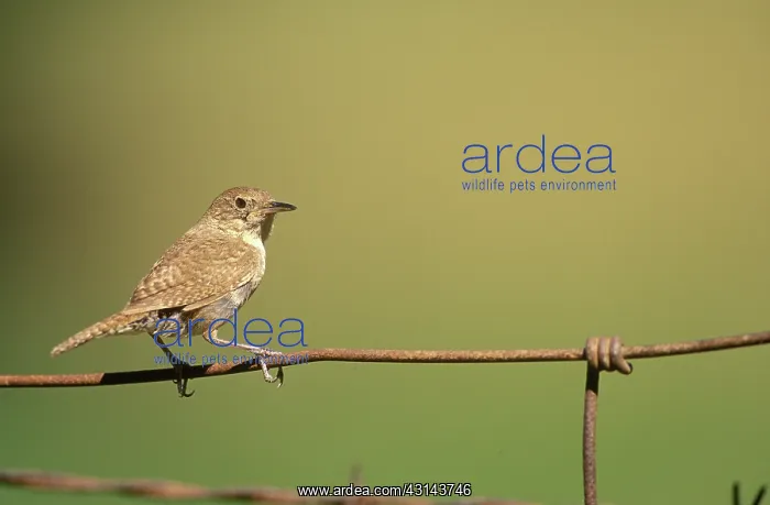 : House Wren : House Wren