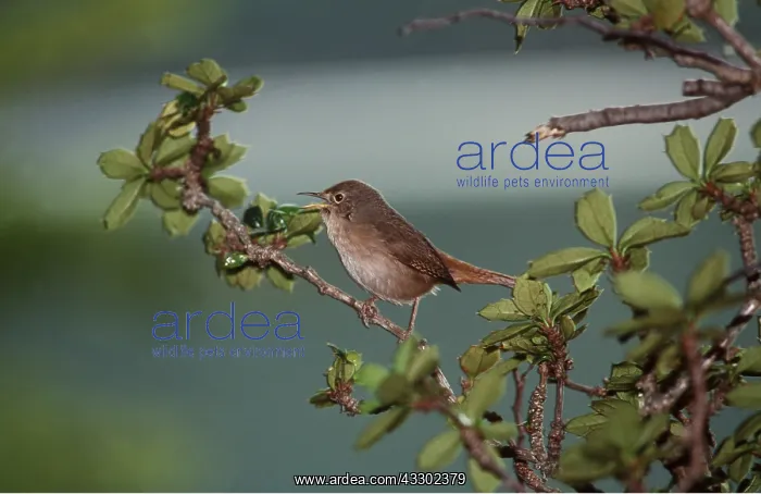 : HOUSE WREN - on branch, singing : HOUSE WREN - on branch, singing