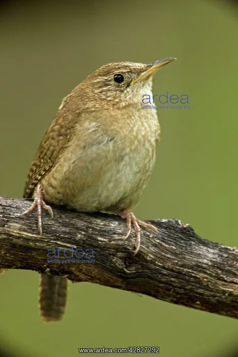 : House Wren - brown-throated race : House Wren - brown-throated race