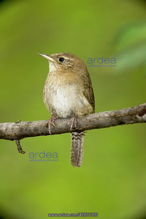 : House Wren - brown-throated race : House Wren - brown-throated race